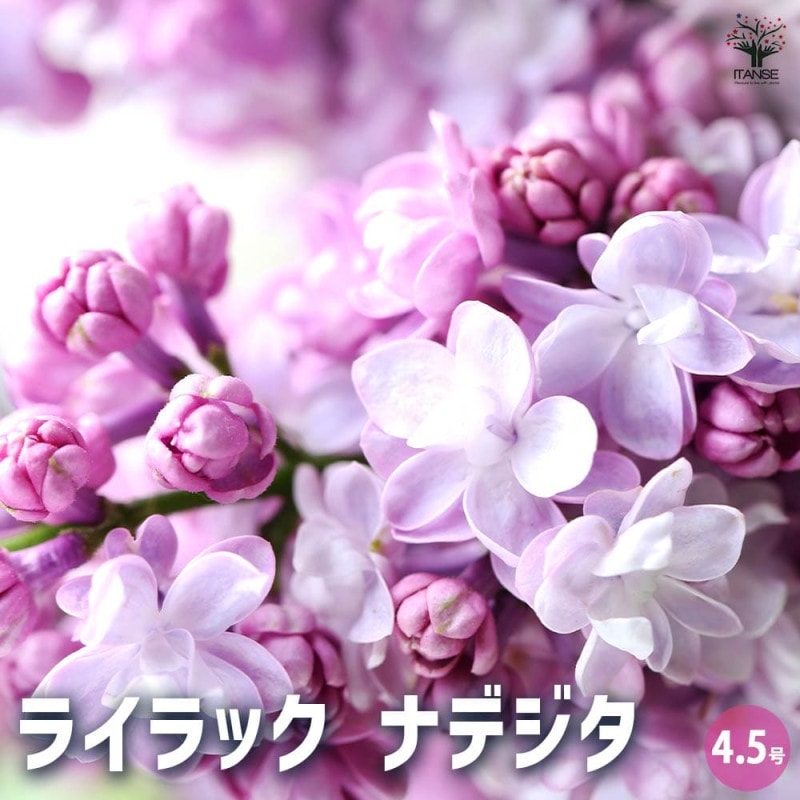ライラック｜【植物のITANSE】全品送料無料・即出荷!