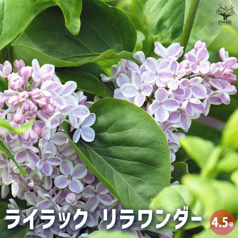 花苗｜【植物のITANSE】全品送料無料・即出荷!