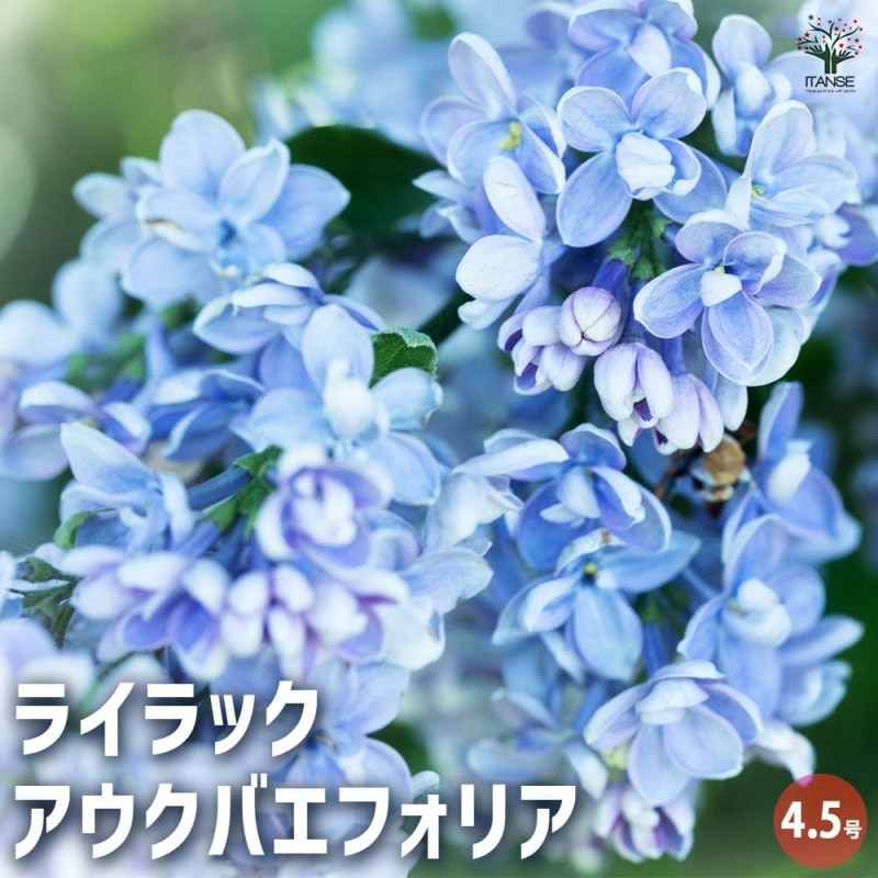 ラグランジア クリスタルヴェール2 【花木苗 5号鉢／1個売り