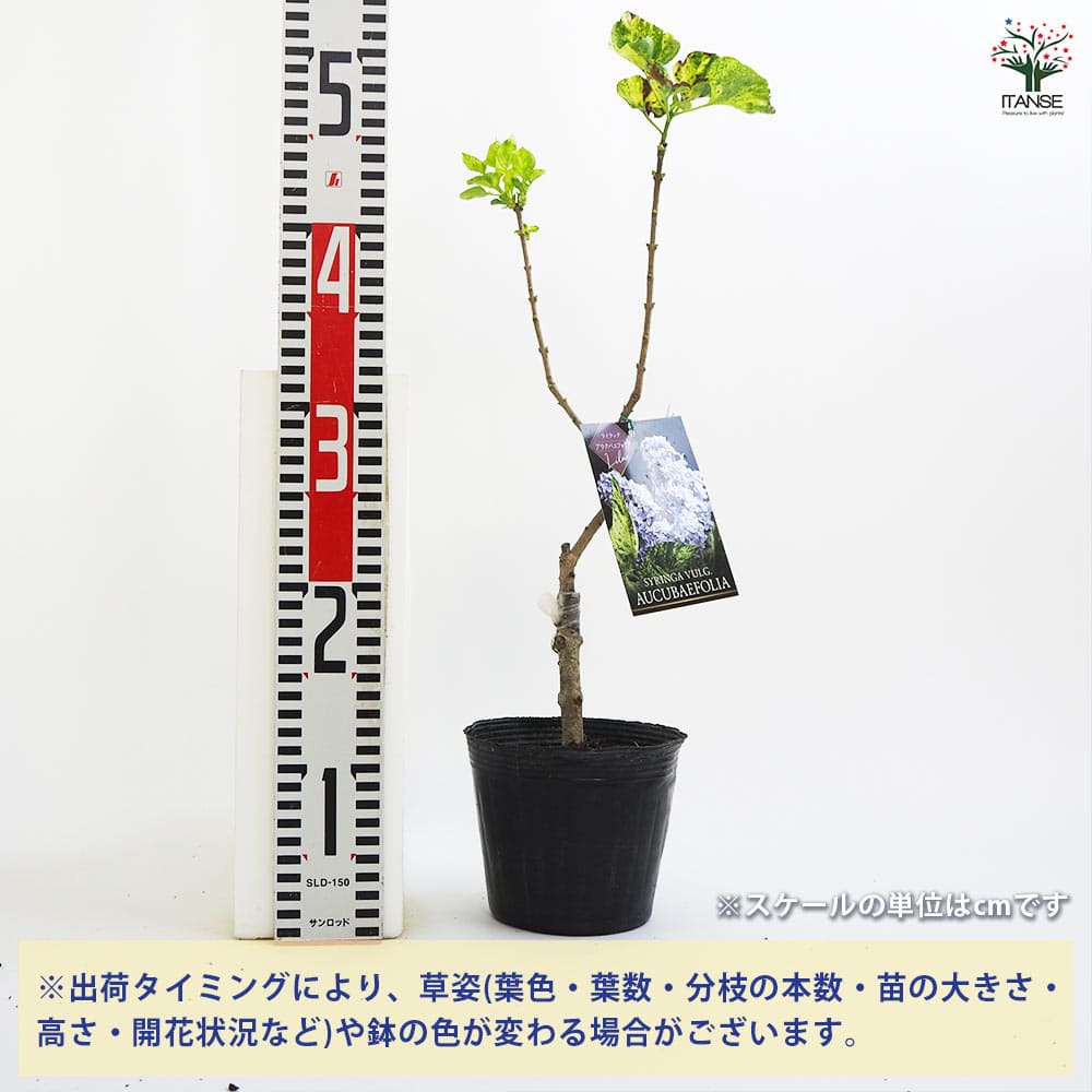 ライラック アウクバエフォリア 【花木苗 4.5号】｜ 【植物の