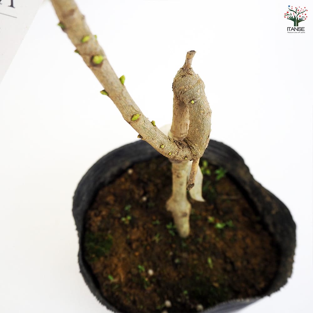 ラ*ク様 ☘️ラスト2☘️開花株❤️根パンパン❤️しっかり新葉元気株❤️3295 ライラック アウクバエフォリア 【花木苗 4.5号】｜ 【植物の