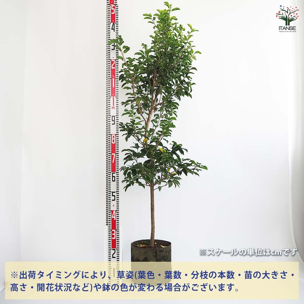 現品》ソヨゴ 株立ち(雌株・メス株) 樹高1.5m（根鉢含まず）