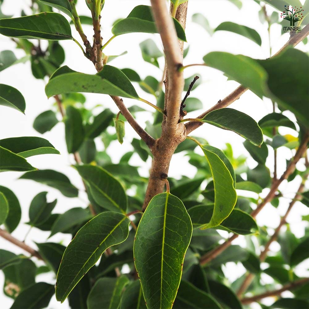 ソヨゴ 根巻き 【花木苗 7号／1個売り】｜ 【植物のITANSE】全品