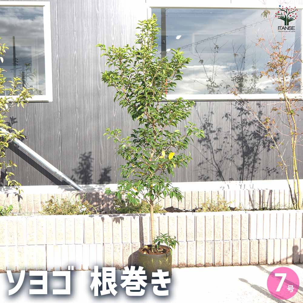 ソヨゴ 根巻き 【花木苗 7号／1個売り】