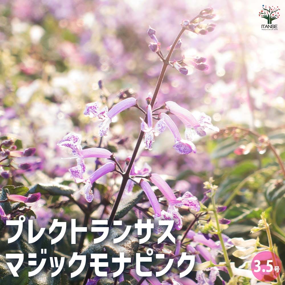 プレクトランサス マジックモナピンク 【花苗 3.5号】｜ 【植物の