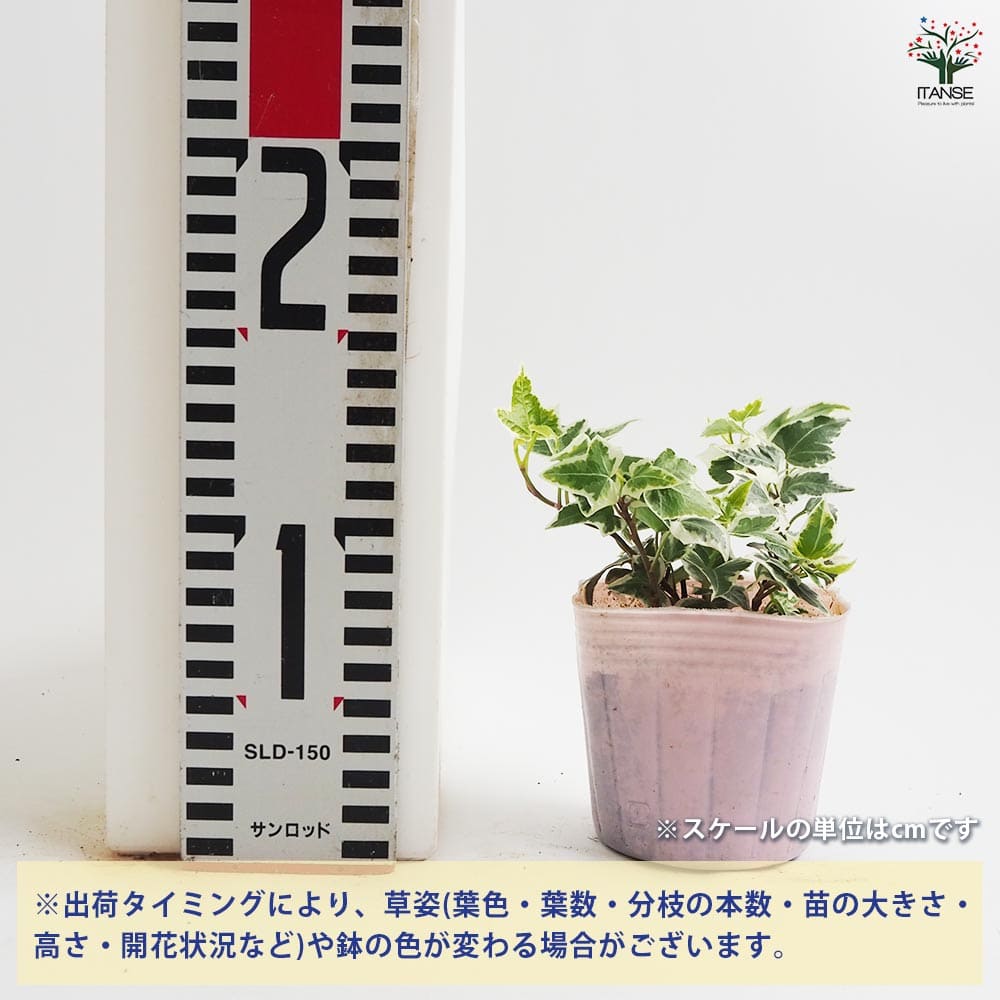 ヘデラ ニューミニシルバー 【観葉植物 3号】｜ 【植物の