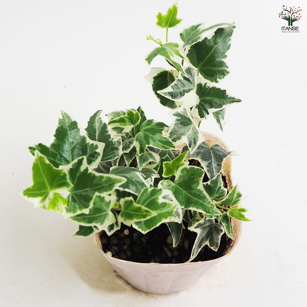 ヘデラ ニューミニシルバー 【観葉植物 3号】｜ 【植物の