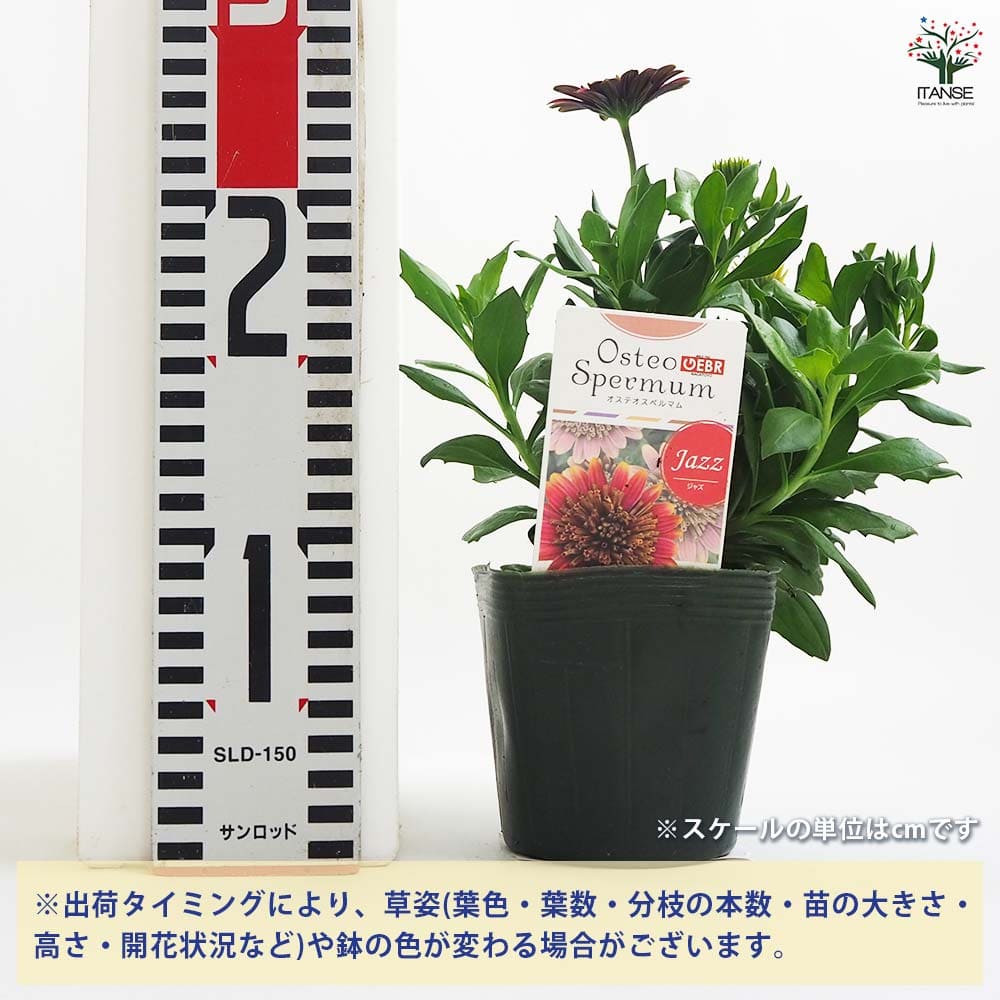 オステオスペルマム❤3苗 抜き苗 オステオスペルマム3苗 抜き苗 オステオ