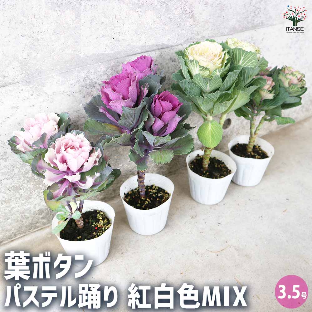 踊りハボタン 踊りハボタン 丸葉ホワイト 3本踊り仕立て 3.5号ポット苗 葉牡丹