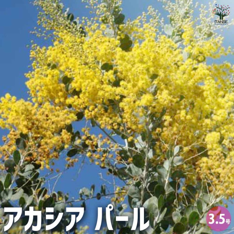 パールアカシア　/ 702 パールアカシア 【花木苗 7号鉢／1個売り】｜ 【植物の