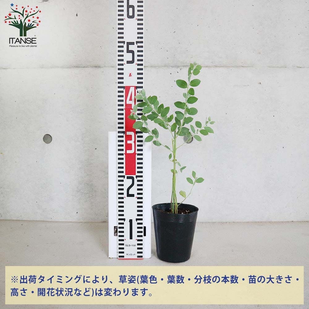 アカシア パールアカシア 【花木苗 3.5号ポット／1個売り】｜ 【植物の