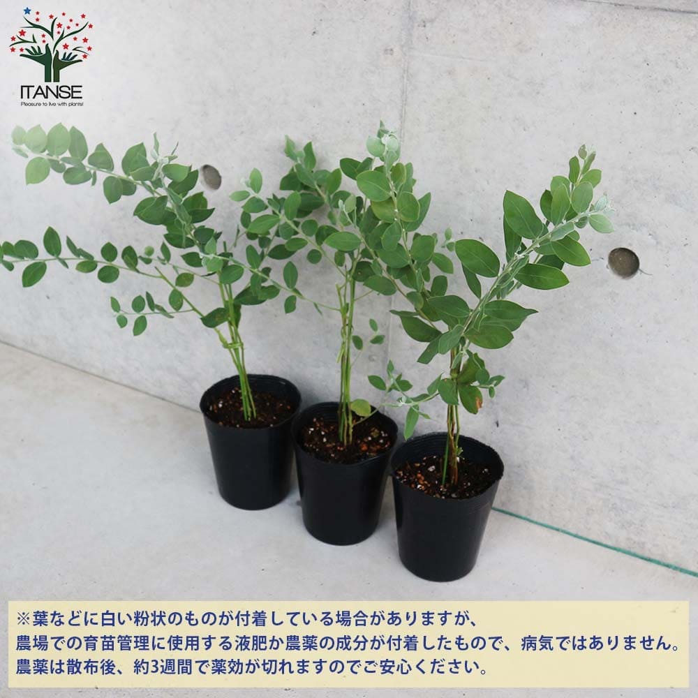 アカシア パールアカシア 【花木苗 3.5号ポット／1個売り】｜ 【植物の