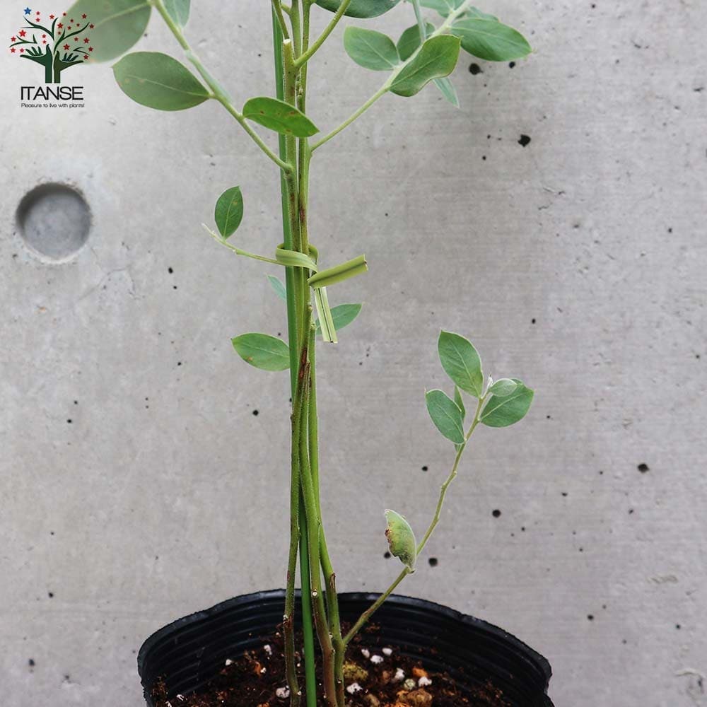 アカシア パールアカシア 【花木苗 3.5号ポット／1個売り】｜ 【植物の