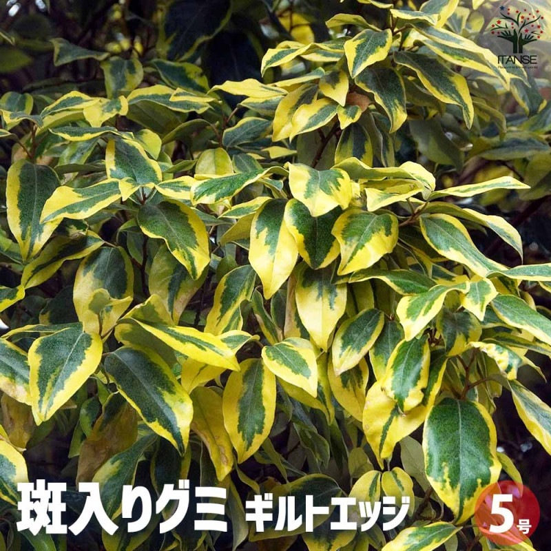 斑入りグミ ギルトエッジ【庭木 根巻大鉢／1個売り】｜ 【植物の