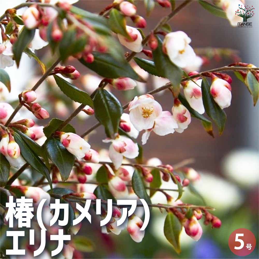 椿(カメリア) エリナ 【花木苗 5号ポット／1個売り】