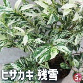 ヒサカキ 残雪 【花木苗 4号ポット／1個売り】|植木・花木