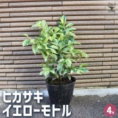 ヒサカキ イエローモトル 【花木苗 4号ポット／1個売り】|植木・花木
