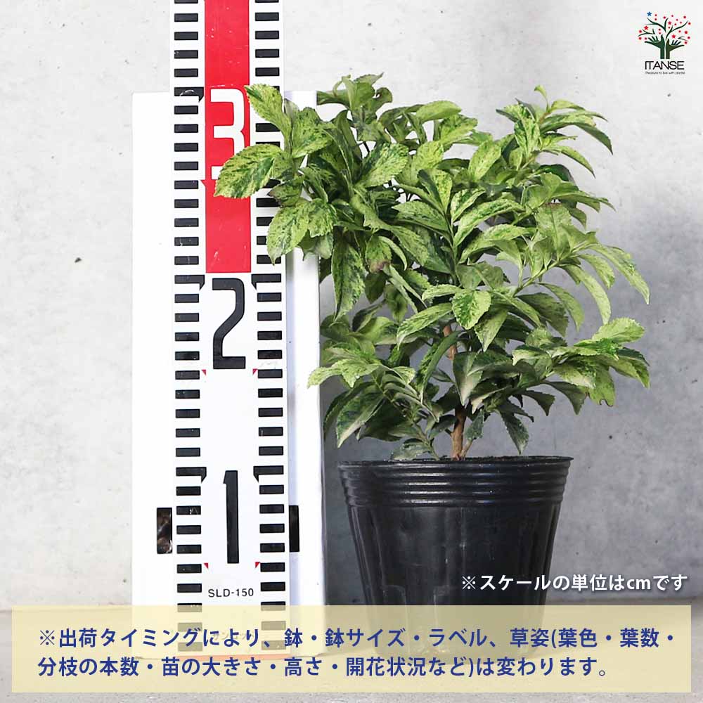 花・観葉植物用ポット ビトロ ドーセ M 11号/A イエロー釉（1個入り