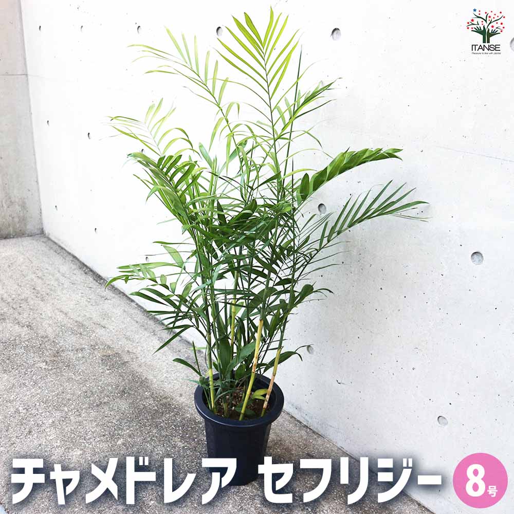 チャメドレア セフリジー 【観葉植物 8号鉢／1個売り】