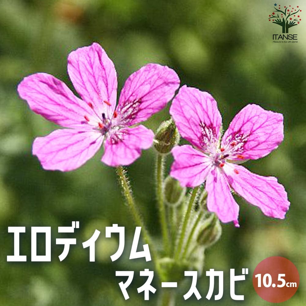 エロディウム マネースカビ 【花木苗 10.5cmポット】｜ 【植物の