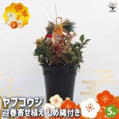 お正月飾り ヤブコウジ 迎春寄植えアレンジしめ縄付 【正月飾り 5号鉢／1個売り】|植木・花木