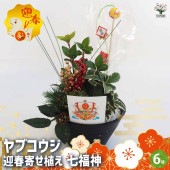 お正月飾り ヤブコウジ 迎春寄植えアレンジ七福神 【正月飾り 6号鉢／1個売り】|植木・花木