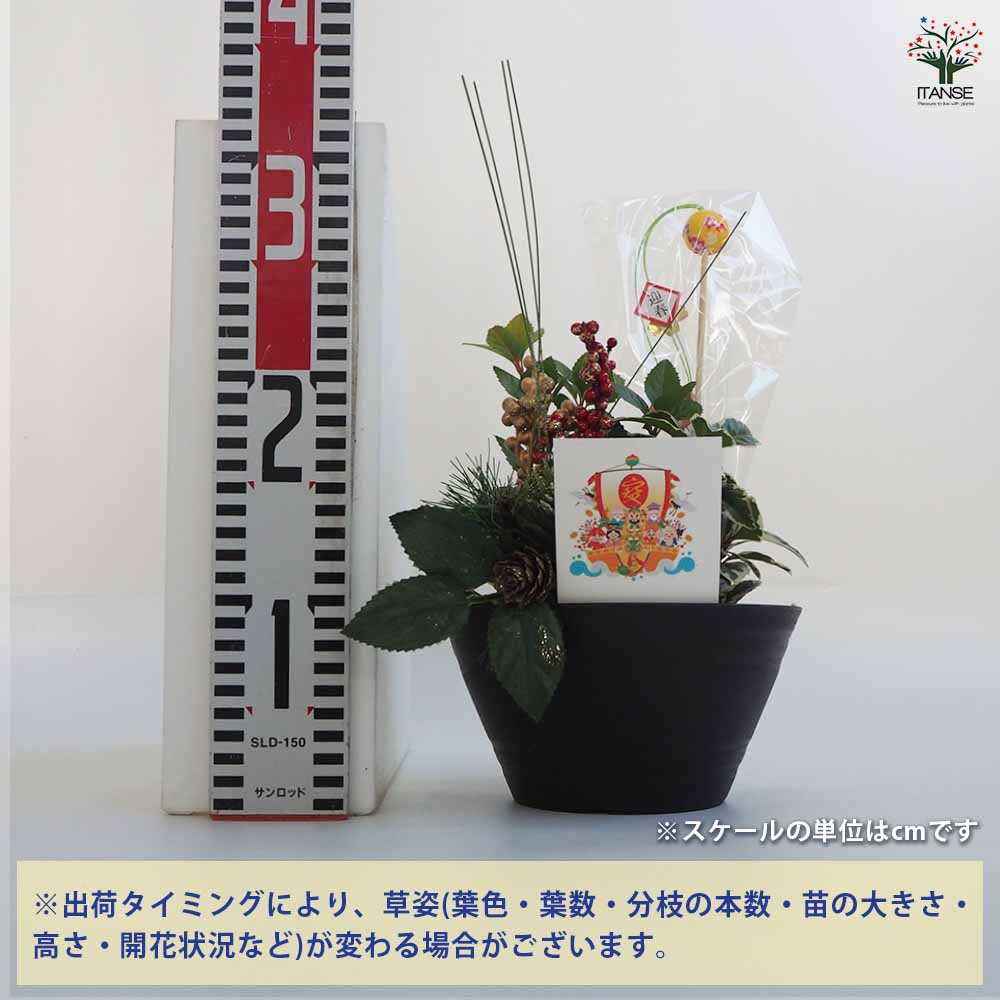 お正月飾り ヤブコウジ 迎春寄植えアレンジ七福神 【正月飾り 6号鉢／1