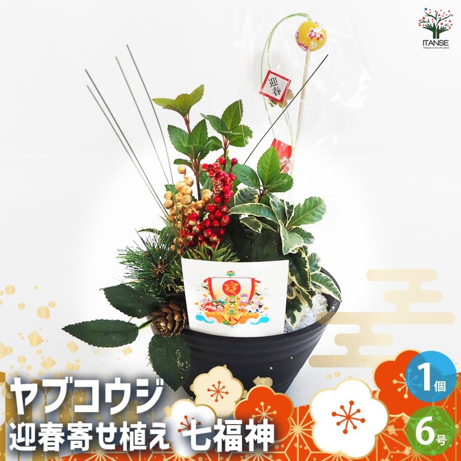 お正月飾り ヤブコウジ 迎春寄植えアレンジ七福神 【正月飾り 6号鉢／1個売り】