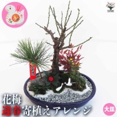 お正月飾り 花梅 迎春寄植えアレンジ 【正月飾り 大皿11号】|植木・花木