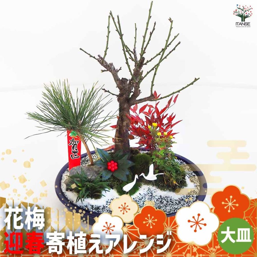 お正月飾り 花梅 迎春寄植えアレンジ 【正月飾り 大皿11号】