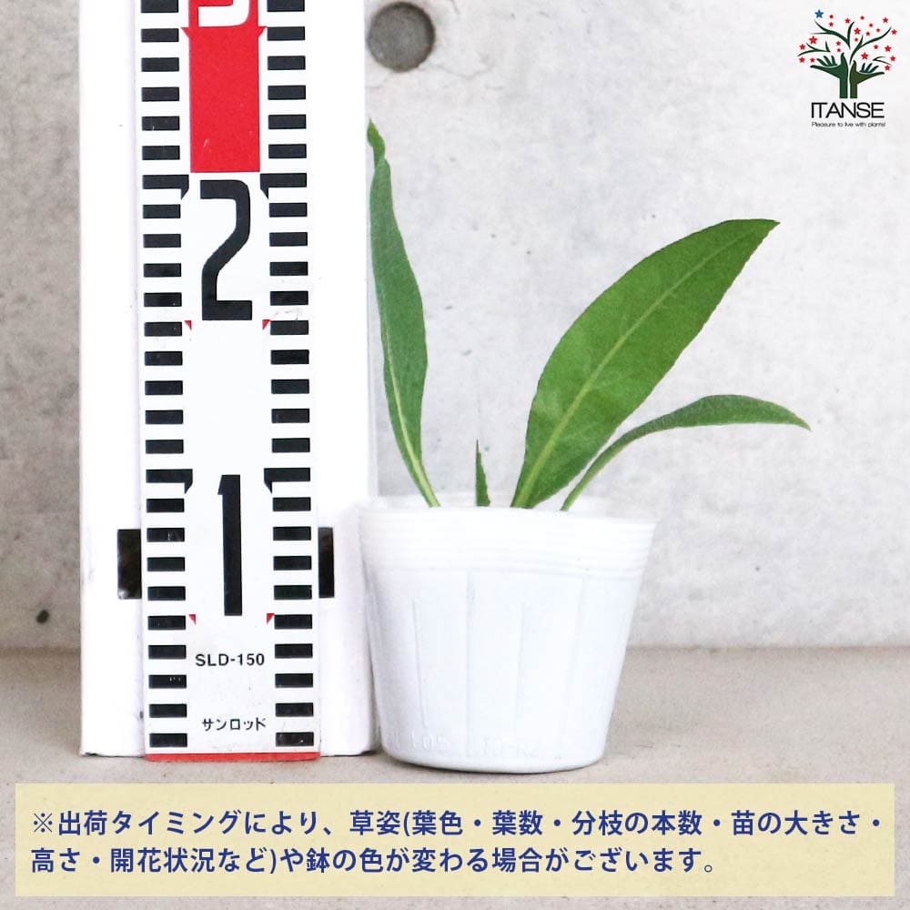 アンチューサ ドロップモア 【花苗 10.5cmポット】｜ 【植物の