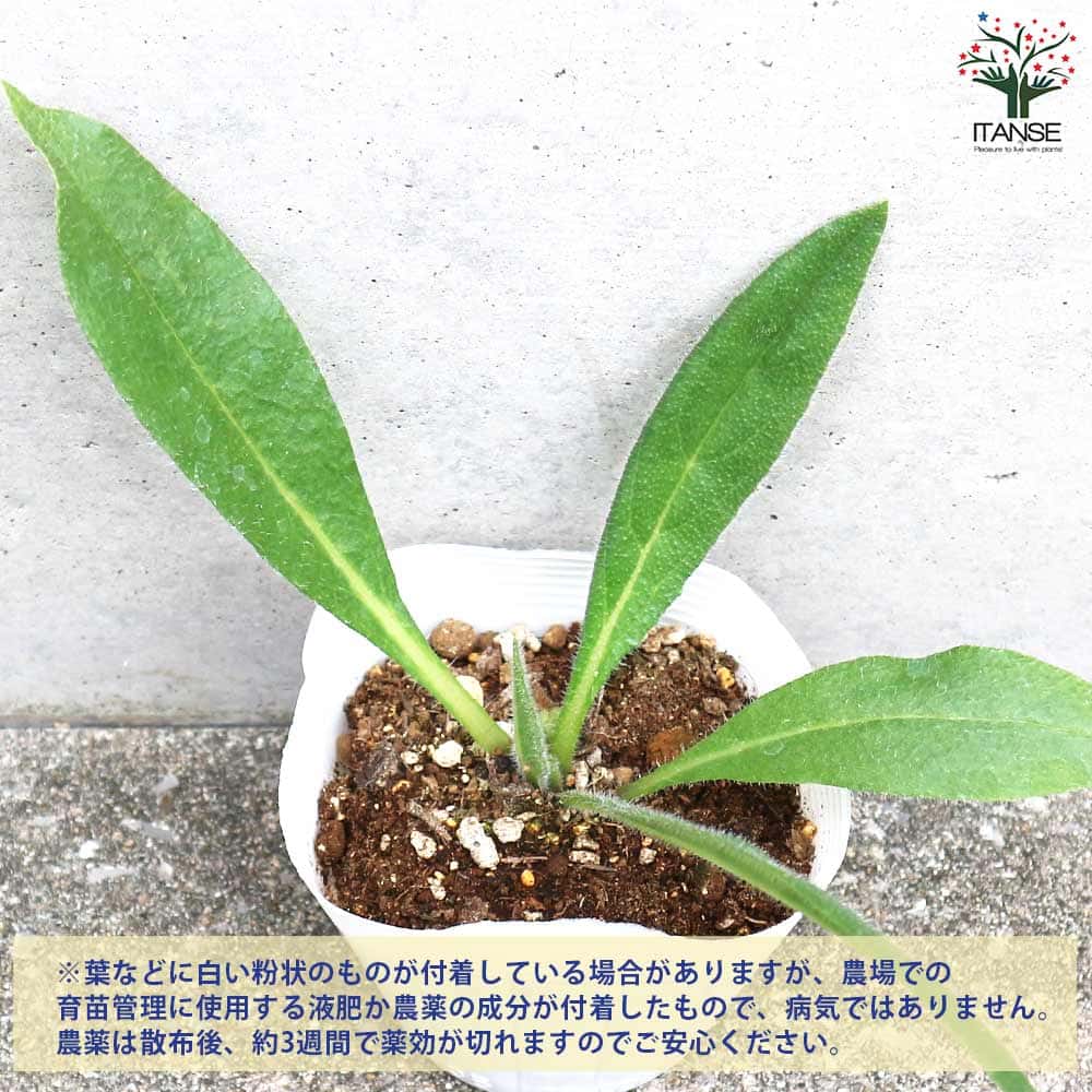 アンチューサ ドロップモア 【花苗 10.5cmポット】｜ 【植物の