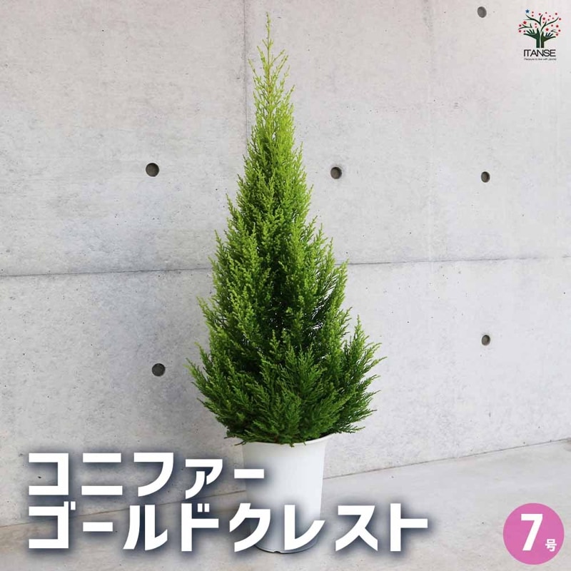 コニファー｜【植物のITANSE】全品送料無料・即出荷!