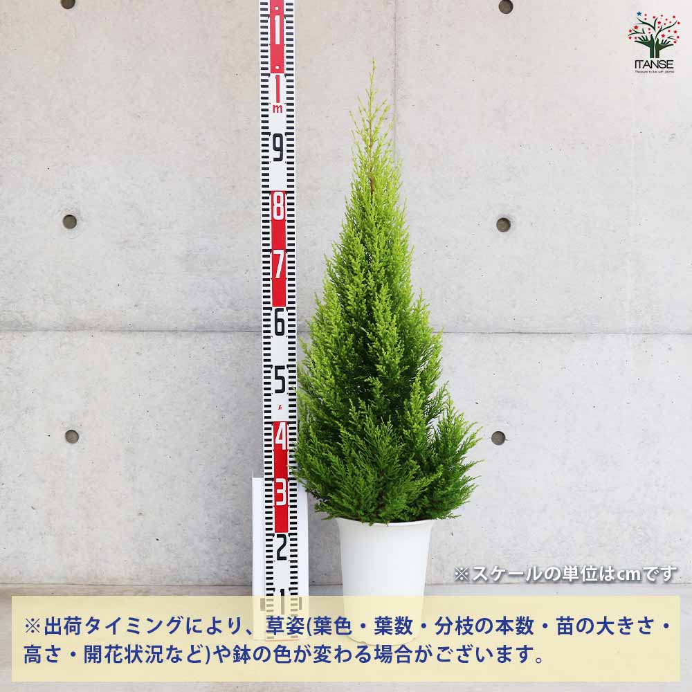 コニファー ゴールドクレスト 【庭木 7号鉢／1個売り】｜ 【植物の