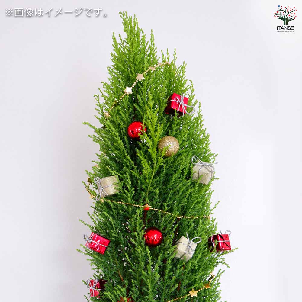 コニファー ゴールドクレスト 【庭木 7号鉢／1個売り】｜ 【植物の