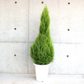 コニファー ウィルマ 【庭木 8号鉢／1個売り】|植木・花木