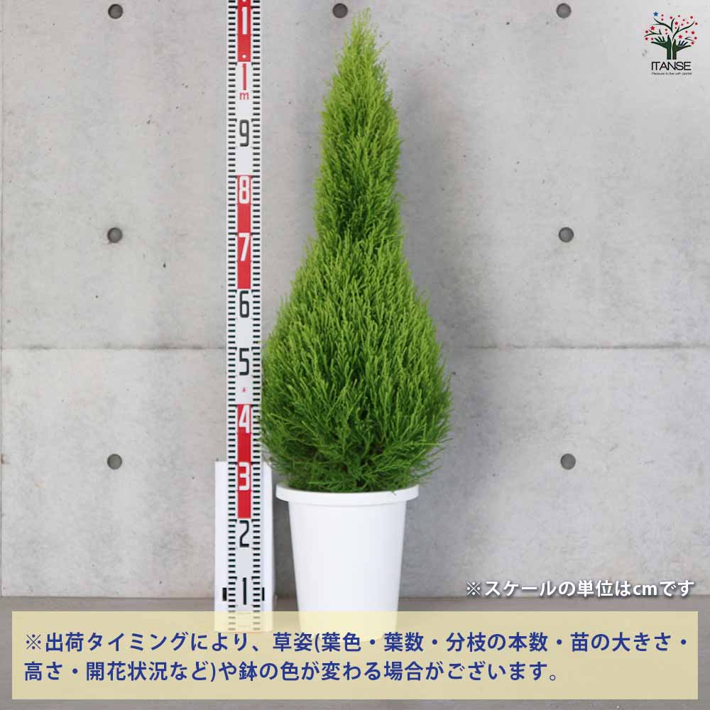 コニファー ウィルマ 【庭木 8号鉢／1個売り】｜ 【植物のITANSE