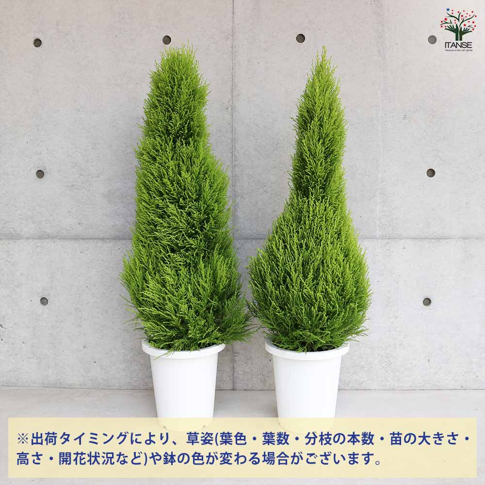 コニファー ウィルマ 【庭木 8号鉢／1個売り】｜ 【植物のITANSE