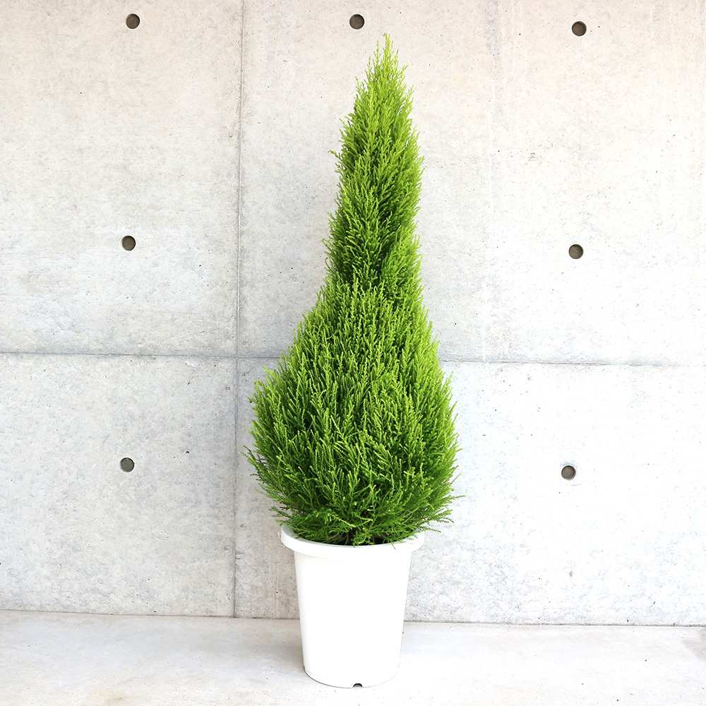 コニファー ウィルマ 【庭木 8号鉢／1個売り】