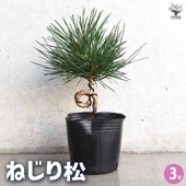 ねじり松 【盆栽 3号ポット】|植木・花木