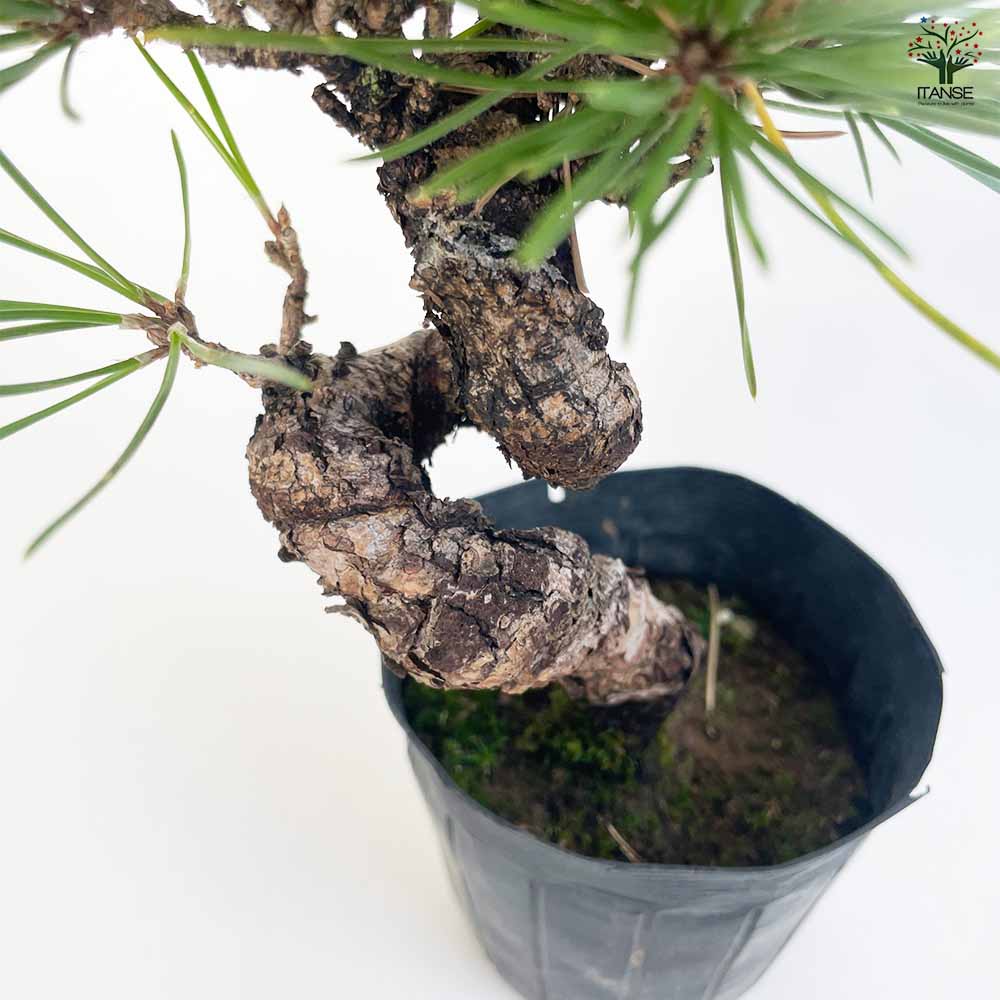 ねじり松 【盆栽 3号ポット】｜ 【植物のITANSE】全品送料無料