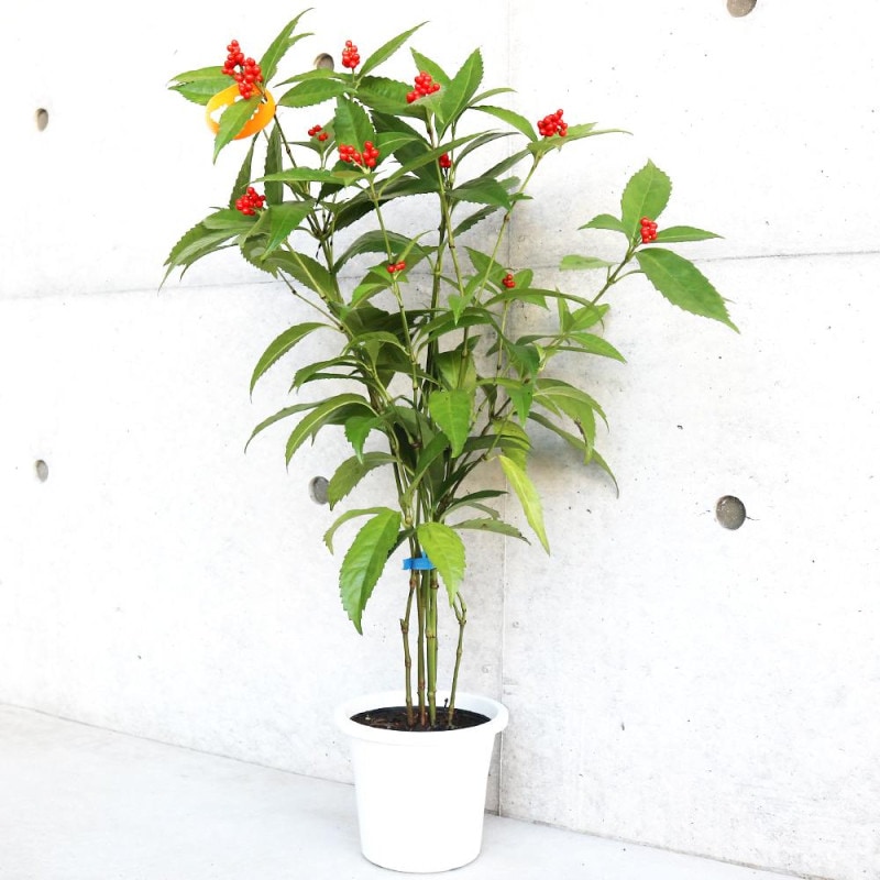 チャボトウジュロ(チャメロプス) ボルケーノ 【観葉植物 7号／1個売り