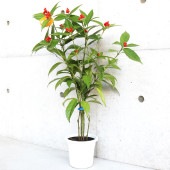 千両 赤実 【花木苗 5号鉢／1個売り】|植木・花木