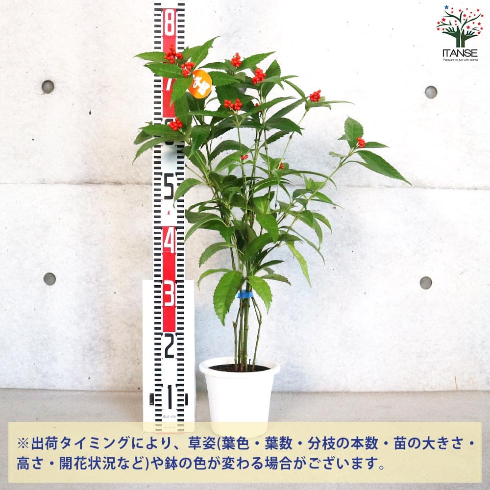 botanical shop MIDORIYA 観葉植物専門店 | .̤̮ こんにちは。 今