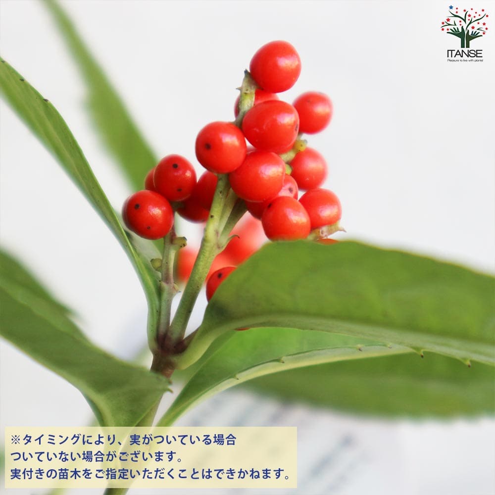 千両 赤実 【花木苗 5号鉢／1個売り】｜ 【植物のITANSE