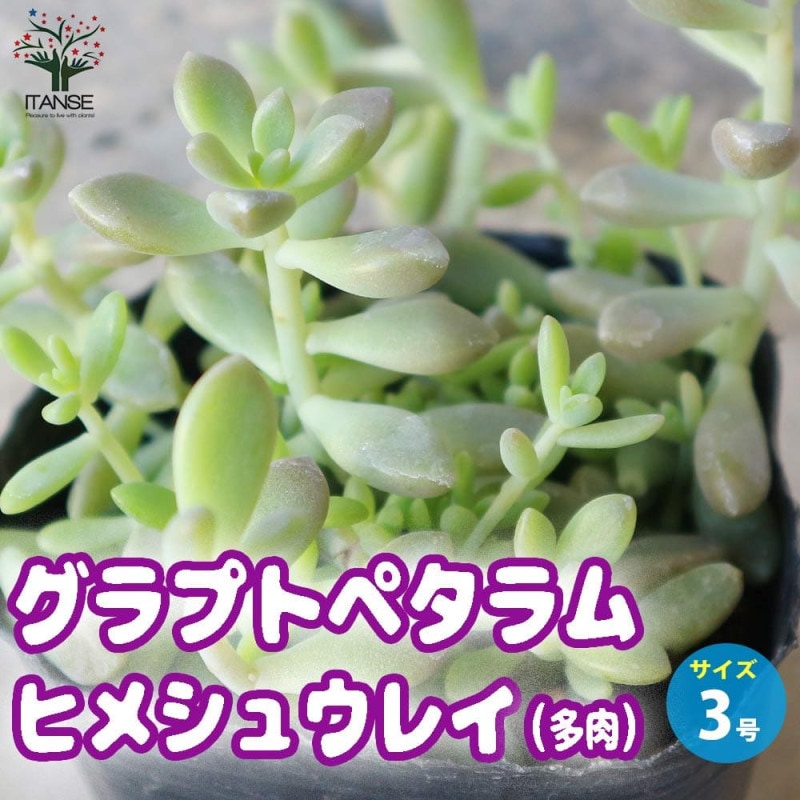 姫秋麗 (ヒメシュウレイ) 【多肉植物 3号ポット】｜ 【植物の