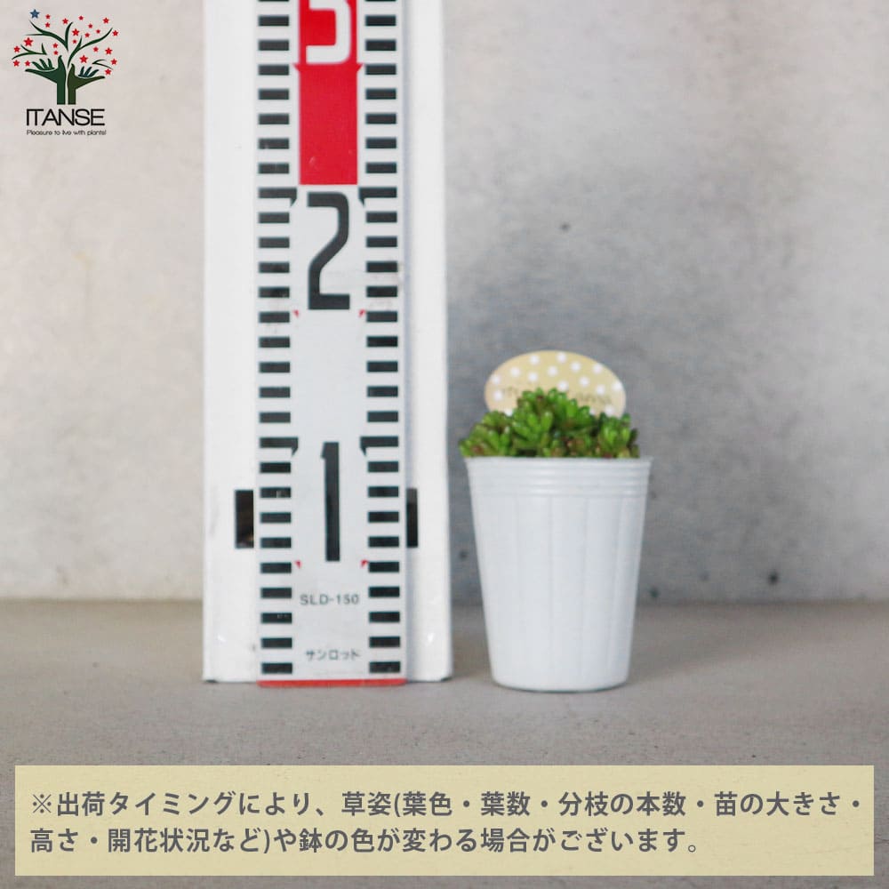 多肉植物 虹の玉 【多肉植物 ポット】｜ 【植物のITANSE