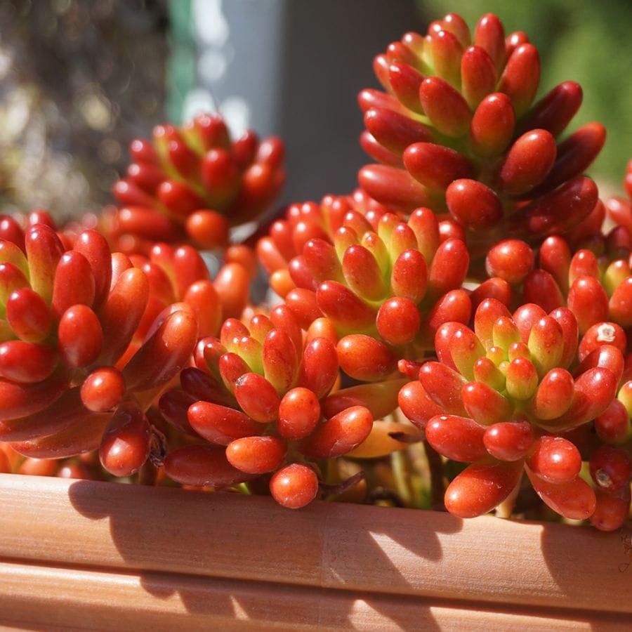 多肉植物 虹の玉 【多肉植物 ポット】｜ 【植物のITANSE】全品