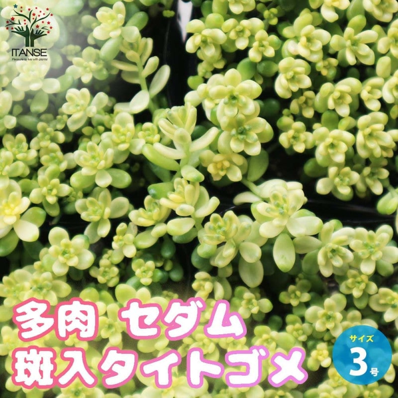 ラグランジア クリスタルヴェール2 【花木苗 5号鉢／1個売り
