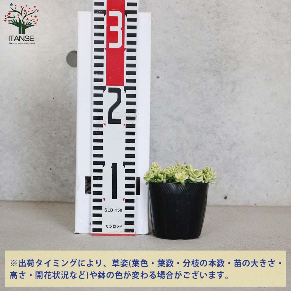 セダム 斑入タイトゴメ 【多肉植物 3号ポット】｜ 【植物の
